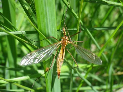 Réf. 286 973 : Tipula cava